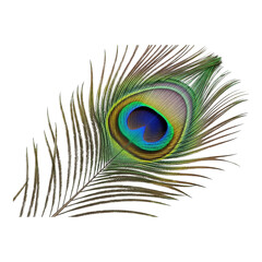 Obraz premium Close up of a vibrant peacock feather with an eye pattern