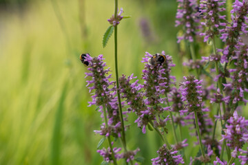 Two bumblebees on sweet nettle. Two bumblebees work simultaneously on different sweet nettle...