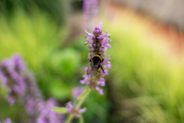 A bumblebee sits centered on the single flower of the sweet nettle. Its wings glisten in the light, the background is softly blurred.