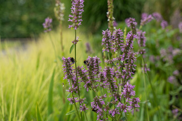 Bumblebees on Agastache. Several bumblebees collect nectar from the purple inflorescences of the...