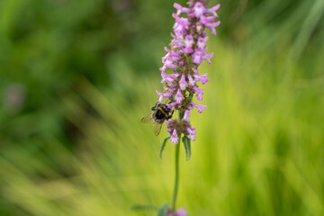 Single bumblebee on flower. A bumblebee sits on a single flower of the fragrant nettle. The focus...