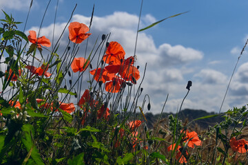 Poppies against a blue, cloudy sky. Poppy is a genus of flowering plants. Poppy seeds often...