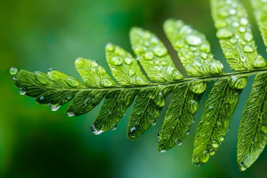 Macro shot of a vibrant green fern leaf covered in fresh water droplets. The detailed texture of the foliage and the dewdrops create a fresh and calming natural scene, perfect for themes of nature, pu - Powered by Adobe
