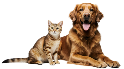 Happy cat and dog posing together, golden retriever and tabby cat, best friends together, pet animals indoors, domestic companionship