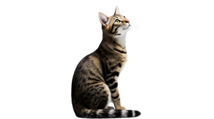 A graceful spotted and striped tabby cat sits in profile, isolated on a white studio background, looking up with an alert and curious expression