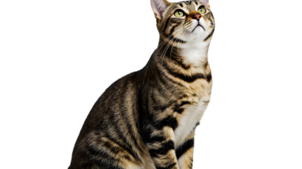 A beautiful brown tabby cat with stunning green eyes sitting gracefully and looking up with curiosity. Isolated studio portrait on a pure white background.