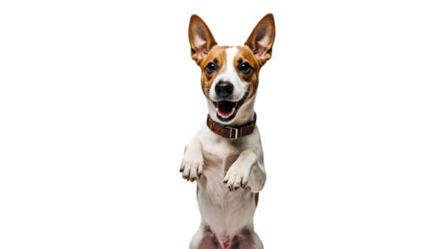 Joyful Jack Russell Terrier Smiling and Standing on Hind Legs Against White Background, Showing Energy and Enthusiasm