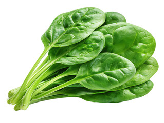 Fresh spinach leaves showing water droplets on transparent background