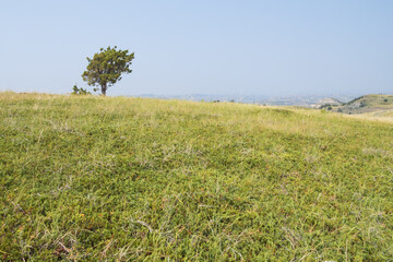 Fototapeta premium Tree in a field with Theodore Roosevelt National Park in background
