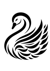 Fototapeta premium A black and white swan is isolated on white background