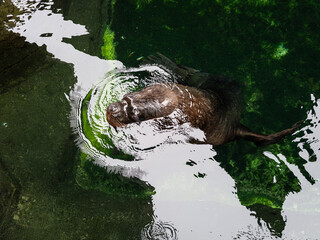 View from above of an otter swimming in the green water