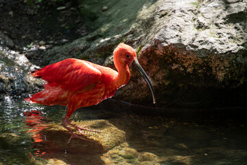 Red scarlet ibis wet after showering