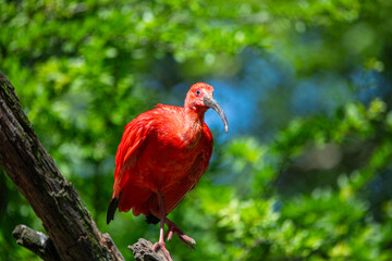 Red scarlet ibis on a tree trunk