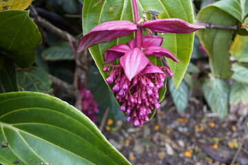 Medinilla magnifica is a tropical plant in the genus Medinilla in the family Melastomataceae. Botanical Garden, Funchal, Madeira – Portugal.