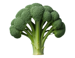 Fresh Green Broccoli Head Isolated on Transparent Background
