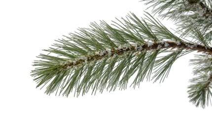 Pine Branch with Snowy Needles A Winter Forest Accent, Bringing the Serenity of Nature Indoors for Decoration