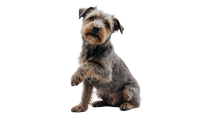 Adorable mixed-breed puppy extending a paw, showcasing its playful and friendly nature, perfect for illustrating animal care and companionship in a white studio setting