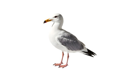 White and grey seagull, isolated with vibrant orange beak and red legs, standing on a clean background, perfectly representing coastal avian beauty and freedom