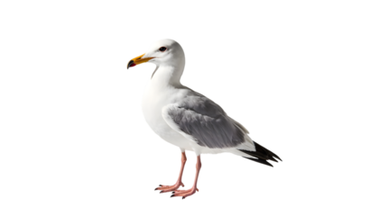 White and grey seagull, isolated with vibrant orange beak and red legs, standing on a clean background, perfectly representing coastal avian beauty and freedom