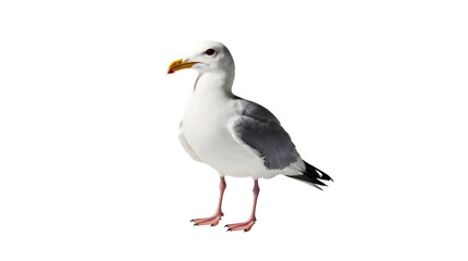 Obraz premium Majestic coastal seabird, a common gull with striking grey and white feathers, captured in a full-body profile view, isolated on a plain white background