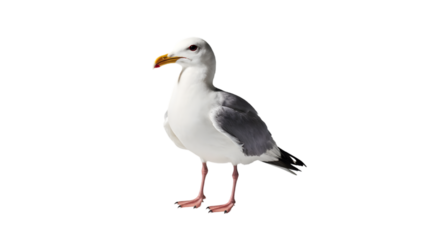 Majestic coastal seabird, a common gull with striking grey and white feathers, captured in a full-body profile view, isolated on a plain white background