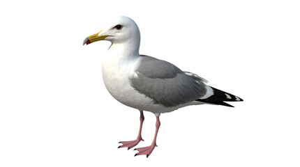 Obraz premium A captivating digital rendering showcases a majestic seagull in stunning detail, poised against a pristine white backdrop, perfect for nature-themed projects