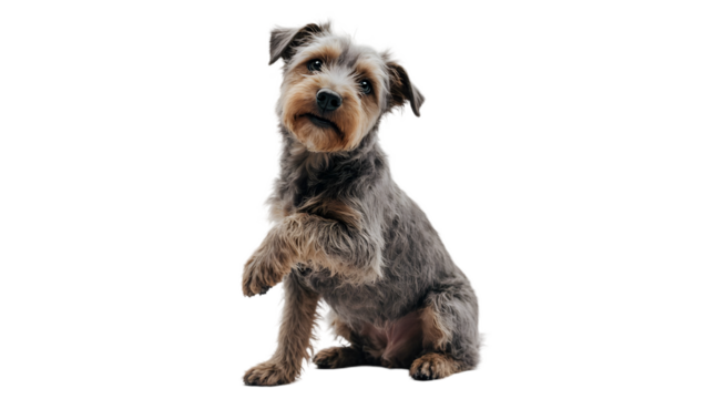 Adorable mixed-breed puppy extending a paw, showcasing its playful and friendly nature, perfect for illustrating animal care and companionship in a white studio setting