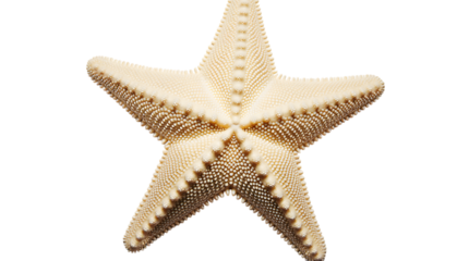 A beautiful natural starfish, perfectly preserved, highlighting its intricate five-arm structure and unique textured surface, presented against a clean white background