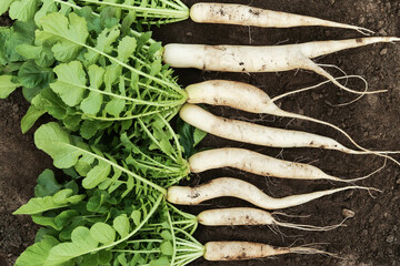 Daikon white radish on soil ground in garden. Harvesting bunch of organic dirty daikon radishes harvest with green tops on garden bed top view