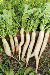 Daikon white radish in garden. Bunch of organic dirty daikon radishes harvest with green leaves on garden bed in sunlight close up