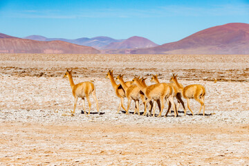 Graceful vicuñas in a group, moving across the unique and barren Salar del Hombre Muerto. Iconic...