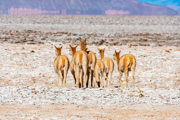 Graceful vicuñas in a group, moving across the unique and barren Salar del Hombre Muerto. Iconic wildlife of the South American high altitude desert.