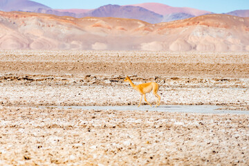 A majestic vicu&ntilde;a stands alone in the vast, arid landscape of Salar del Hombre Muerto, Catamarca, Argentina. Capturing the unique wildlife of the high Andes.