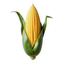 Fresh Corn on the Cob with Green Husk