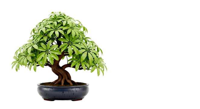 Lush Green Bonsai Tree with Dew Drops in a Dark Gray Pot