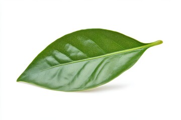Green leaf branch isolated on white background