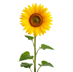 Girasol con tallo largo y hoja lateral mostrando su floración completa y estructura natural brillante