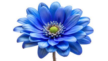 Fototapeta premium A vibrant blue anemone flower with delicate petals, isolated on a transparent background