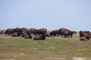 Bison herd at Theodore Roosevelt National Park, South Unit, North Dakota, USA