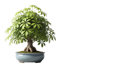 Lush Green Schefflera Arboricola Bonsai Tree in a Light Blue Ceramic Pot