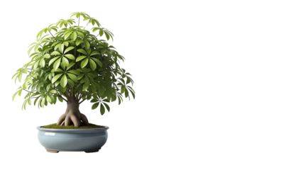 Lush Green Schefflera Arboricola Bonsai Tree in a Light Blue Ceramic Pot