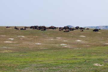 Bison herd at Theodore Roosevelt National Park, South Unit, North Dakota, USA