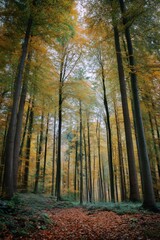 Naklejka premium Towering trees with vibrant autumn foliage create a serene forest scene, with a carpet of fallen leaves covering the ground beneath