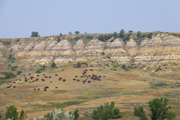 Bison herd at Theodore Roosevelt National Park, South Unit, North Dakota, USA
