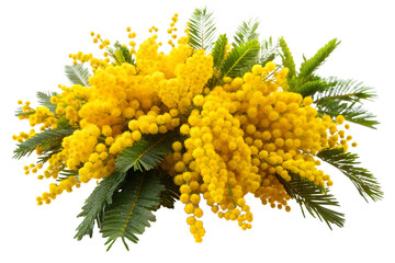 A vibrant bouquet of yellow mimosa flowers with green leaves, isolated on a transparent background