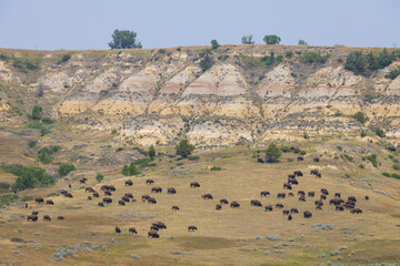 Bison herd at Theodore Roosevelt National Park, South Unit, North Dakota, USA