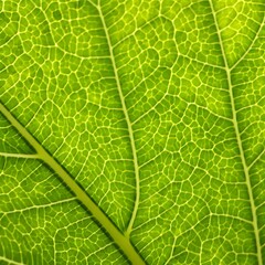 Detailed View of a Green Leaf Vein Network Illuminating the Natural Beauty of Botany
