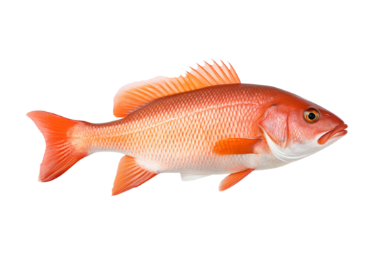 red snapper isolated on transparent or white background, png