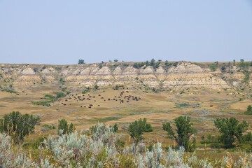 Bison herd at Theodore Roosevelt National Park, South Unit, North Dakota, USA