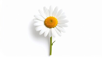 Margarita blanca con centro amarillo redondo y pétalos alargados extendidos simétricamente mostrando pureza natural